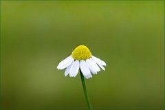Kamillenblüte Kamillenblüte