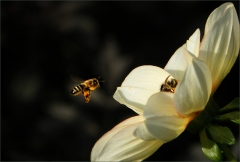 Anflug einer Biene
