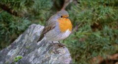 Rotkehlchen Rotkehlchen