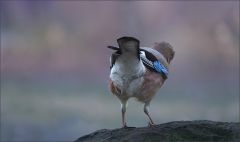 Eichelhäher Eichelhäher