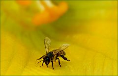 Biene in einer Kürbisblüte