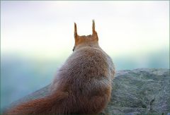 Eichhörnchen Eichhörnchen