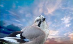 Eichelhäher Eichelhäher