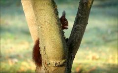 Eichhörnchen Eichhörnchen