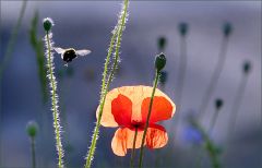 Mohn Mohn