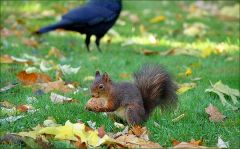 Eichhörnchen und Rabe Eichhörnchen und Rabe