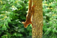 Eichhörnchen Eichhörnchen