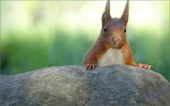 Eichhörnchen Eichhörnchen