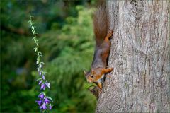 Eichhörnchen mit Junghörnchen Eichhörnchen mit Junghörnchen
