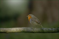 Rotkehlchent Rotkehlchent