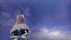 Eichelhäher Eichelhäher