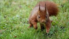 Eichhörnchen Eichhörnchen