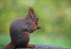 Eichhörnchen Eichhörnchen