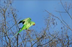Papagei im März Papagei im März
