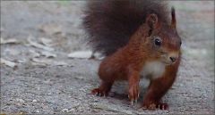 Eichhörnchen Eichhörnchen