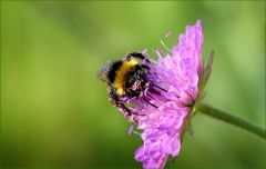 Hummel mit Blütenstaub Hummel mit Blütenstaub