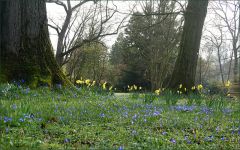 Frühlingswiese Frühlingswiese