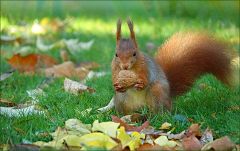 Eichhörnchen mit einer Walnuss Eichhörnchen mit einer Walnuss