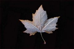 Blatt mit Raureif Blatt mit Raureif