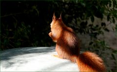 Eichhörnchen Eichhörnchen