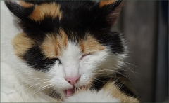 Katze putzt sich