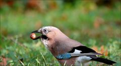 Eichelhäher mit einer Eichel