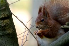 Eichhörnchen Eichhörnchen