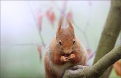 Kalter Morgennebel im Februar Kalter Morgennebel im Februar