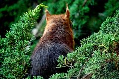 Eichhörnchen Eichhörnchen