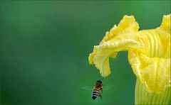 Kürbisblüte und Biene