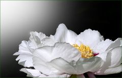 Pfingstrose Pfingstrose