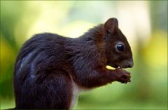 Verletztes Eichhörnchen