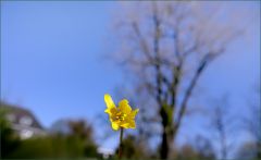 Kleine gelbe Blume Kleine gelbe Blume