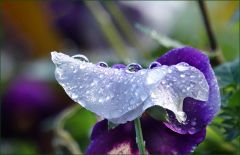 Regentropfen auf einem Stiefmütterchen Regentropfen auf einem Stiefmütterchen
