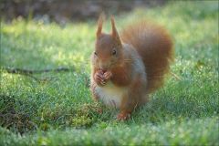 Eichhörnchen Eichhörnchen