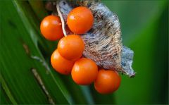 Mir unbekannte Beeren an einer Pflanze