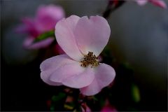 Verblühende Rose Verblühende Rose