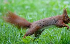 Eichhörnchen Eichhörnchen