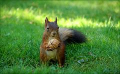 Eichhörnchen Eichhörnchen