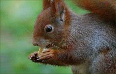 Eichhoernchen futtert den Zwieback