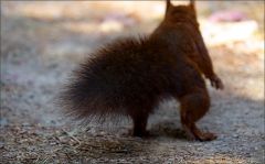 Eichhörnchen Eichhörnchen