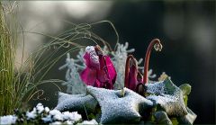 Alpenveilchen im Dezember