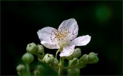 Brombeerblüte Brombeerblüte