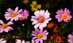 Blümchen im Juli Blümchen im Juli