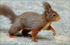 Junges Eichhörnchen Junges Eichhörnchen