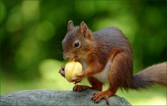 Eichhörnchen mit Aprikose Eichhörnchen mit Aprikose