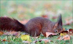 Suchendes Eichhörnchen