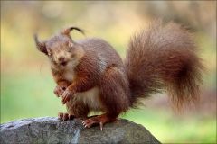 Lachendes Eichörnchen über uns Menschen