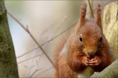 Eichhörnchen Eichhörnchen