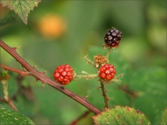 Brombeeren